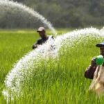 Kabar Gembira bagi Petani: Kini Cek Kuota Pupuk Bersubsidi 2026 Bisa Mandiri Lewat Ponsel