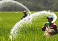 Kabar Gembira bagi Petani: Kini Cek Kuota Pupuk Bersubsidi 2026 Bisa Mandiri Lewat Ponsel