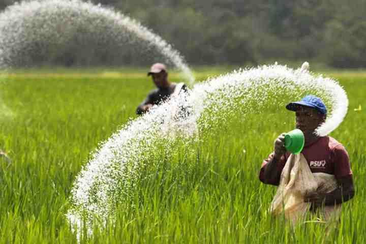 Kabar Gembira bagi Petani: Kini Cek Kuota Pupuk Bersubsidi 2026 Bisa Mandiri Lewat Ponsel