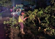 Polisi dan BPBD Bergerak Dini Hari Atasi Pohon Tumbang di Jalur Pati-Juwana