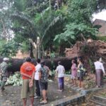 Pohon Tua Tumbang Timpa Rumah Warga di Sukolilo Pati, Polisi Bergerak Cepat Evakuasi Korban