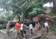 Pohon Tua Tumbang Timpa Rumah Warga di Sukolilo Pati, Polisi Bergerak Cepat Evakuasi Korban