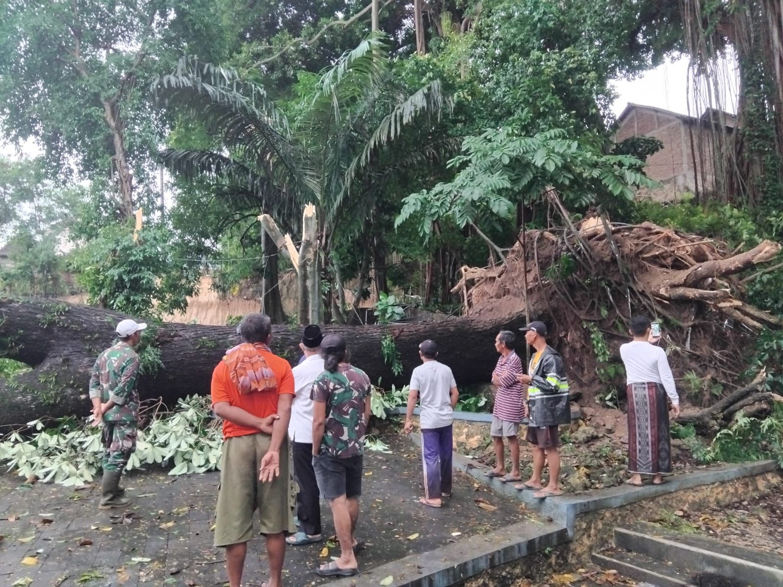 Pohon Tua Tumbang Timpa Rumah Warga di Sukolilo Pati, Polisi Bergerak Cepat Evakuasi Korban