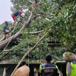 Hujan dan Angin Kencang Berulah, Pohon Roboh Hantam Rumah Warga di Batealit Jepara