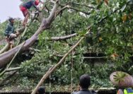 Hujan dan Angin Kencang Berulah, Pohon Roboh Hantam Rumah Warga di Batealit Jepara