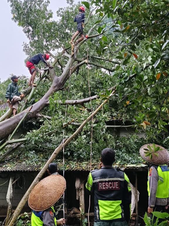 Hujan dan Angin Kencang Berulah, Pohon Roboh Hantam Rumah Warga di Batealit Jepara