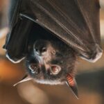 Virus Nipah Serang Thailand, Indonesia Perlu Waspada
