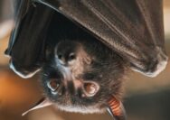 Virus Nipah Serang Thailand, Indonesia Perlu Waspada