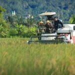 Pemerintah Tetapkan HPP Gabah Bertahan di Rp6.500 Per Kg, Petani Untung Atau Rugi?