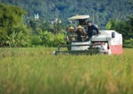 Pemerintah Tetapkan HPP Gabah Bertahan di Rp6.500 Per Kg, Petani Untung Atau Rugi?