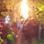Sarang Tawon Vespa di Jalan Lamambau Dimusnahkan Polsek Kudus Kota Bersama BSN Rescue