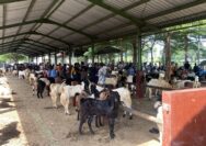 Jelang Iduladha, Dispertan Kudus Imbau Warga Selektif Pilih Hewan Kurban