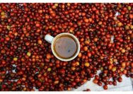 Mutiara Hitam dari Kudus: Kebangkitan Ekonomi Petani di Lereng Gunung Muria