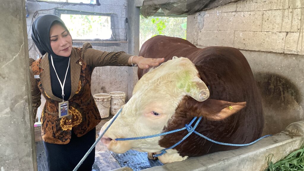 Sapi Kurban Termahal di Kudus Laku di Beli Presiden Hampir Rp1 Milliar 