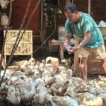 Cara Kreatif Atasi Sampah Rumah Tangga, Manfaatkan Limbah untuk Pakan Termak