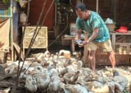 Cara Kreatif Atasi Sampah Rumah Tangga, Manfaatkan Limbah untuk Pakan Termak