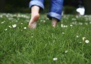 Sehat Tak Perlu Mahal: Manfaat Luar Biasa Jalan Kaki Nyeker di Rumput
