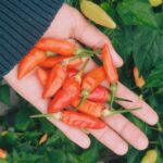 Harga Cabai Mahal? Tanam Sendiri di Pot Saja! Ini Trik Mudah Agar Cepat Panen
