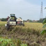 Petani Kudus Tak Perlu Kartu Tani Lagi, Pupuk Subsidi Kini Cukup Pakai KTP